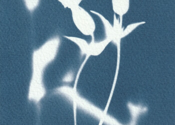 Cartes cyanotype uniques. cartesCyano