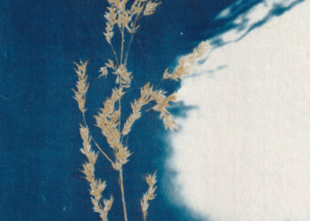 Cyanotypes uniques sur carton recyclé. decoCyano